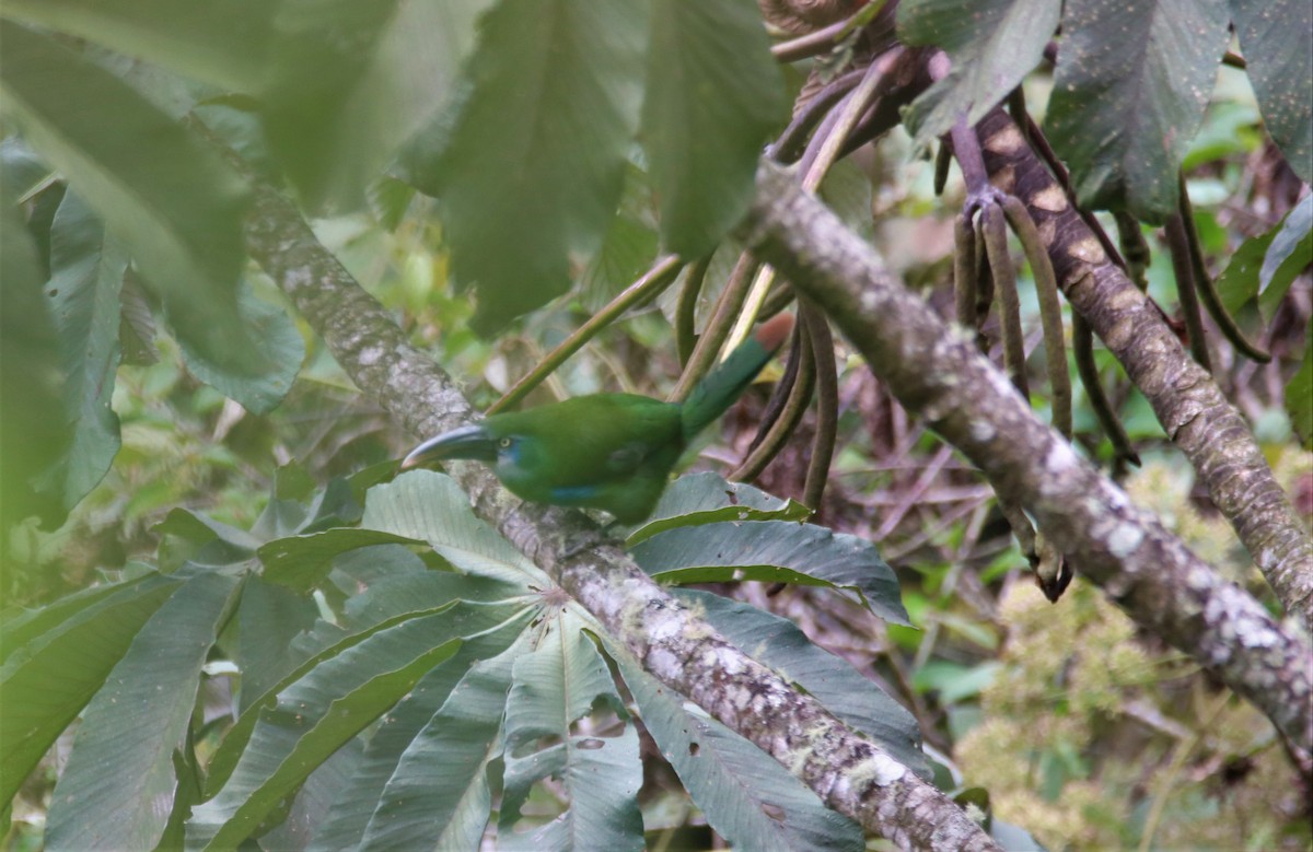 Tucanete Pechiazul - ML645888033