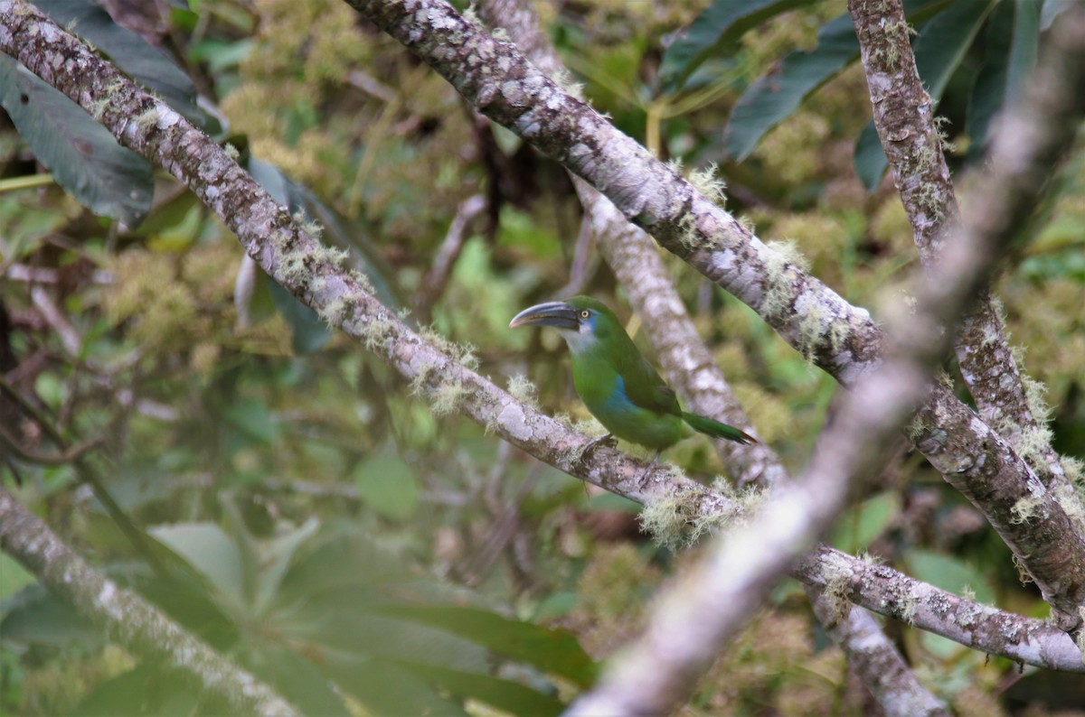 Tucanete Pechiazul - ML645888034
