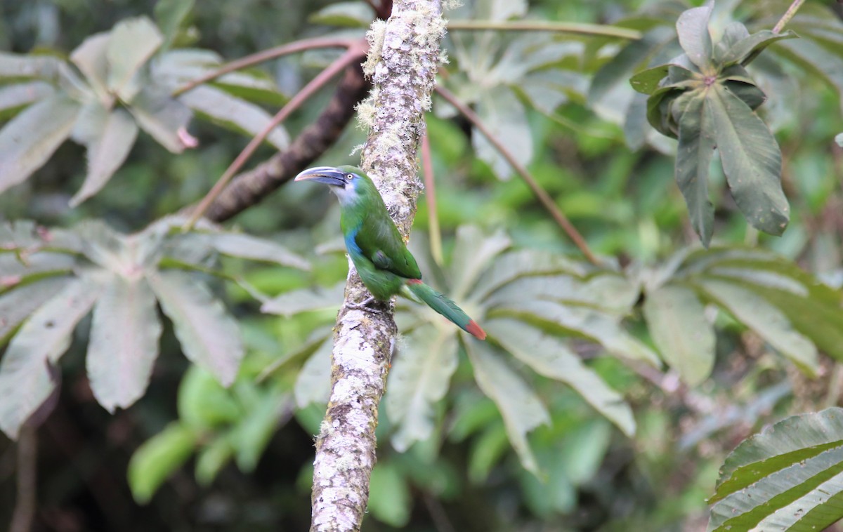 Tucanete Pechiazul - ML645888035