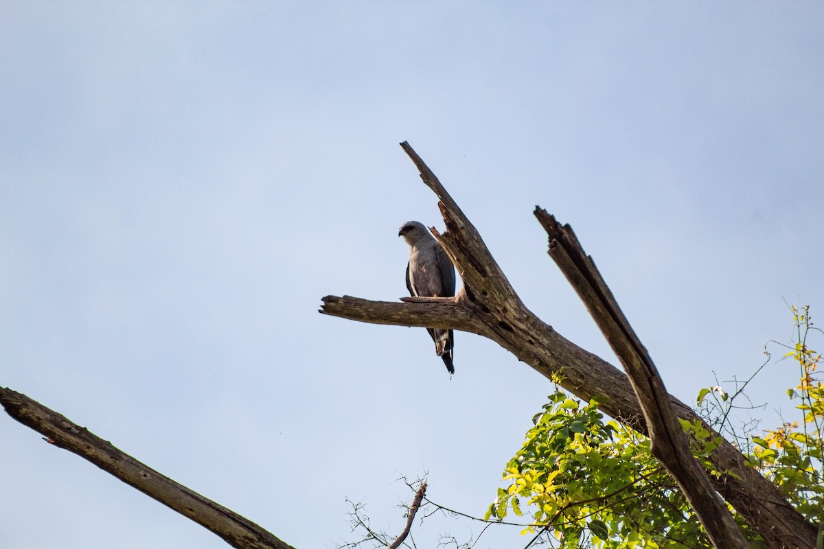 Elanio Plomizo - ML645888036