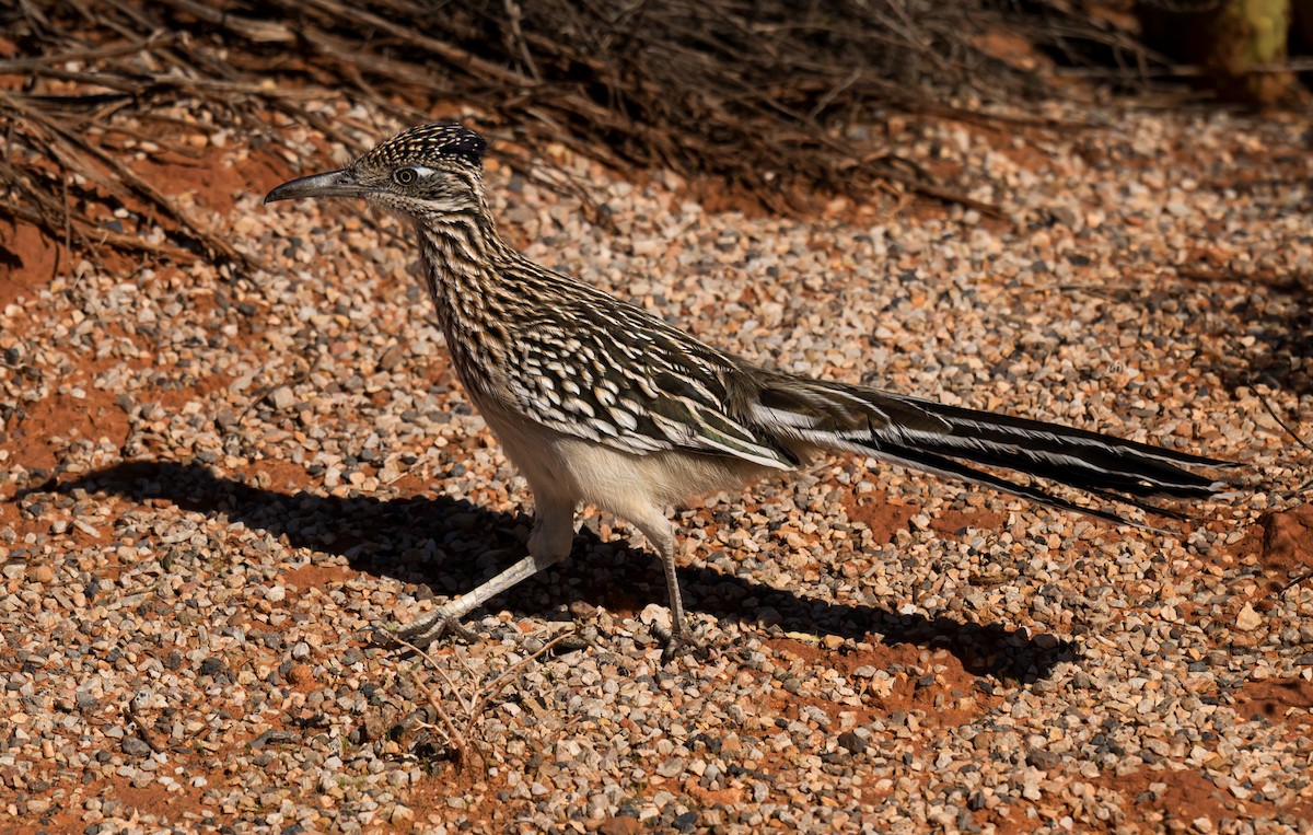 Correcaminos Grande - ML645888037