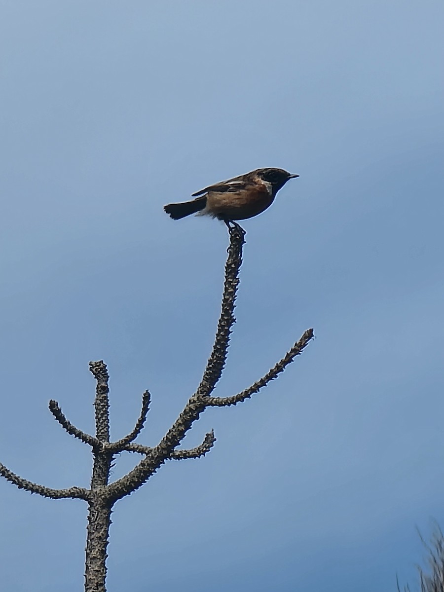 Tarabilla Europea - ML645888039