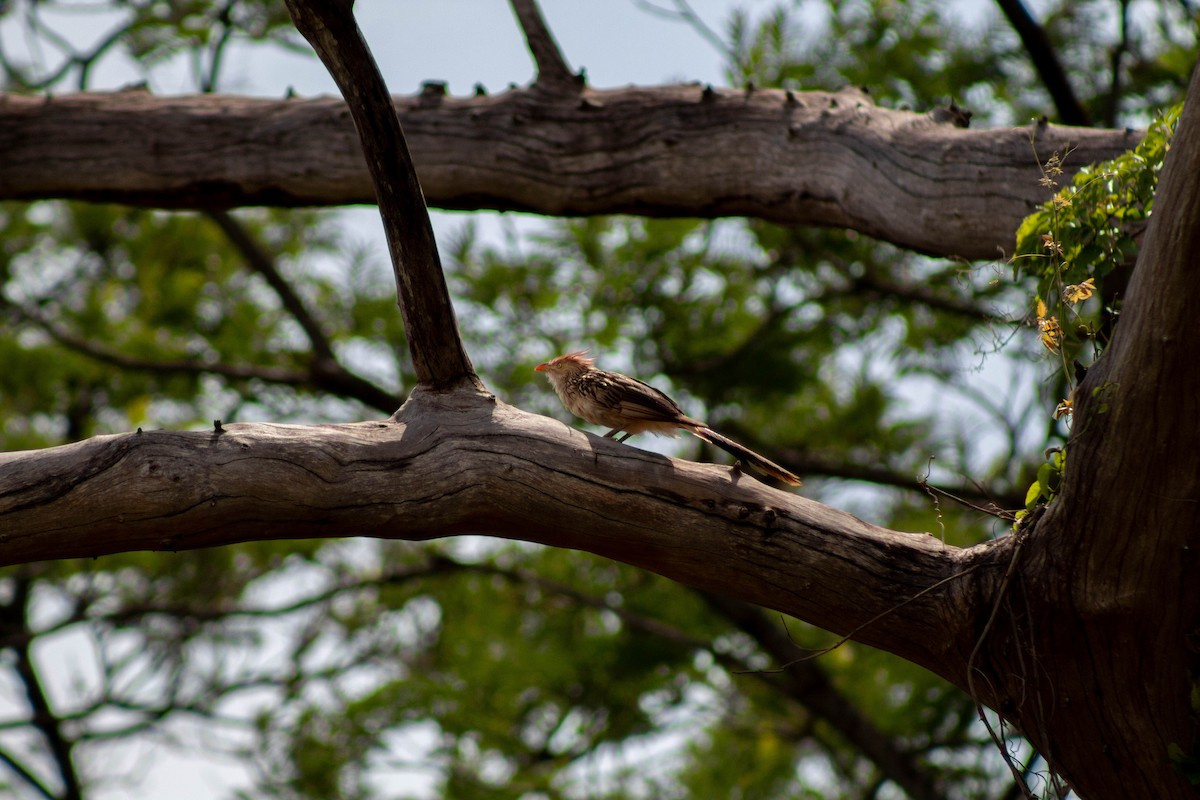 Pirincho - ML645888040