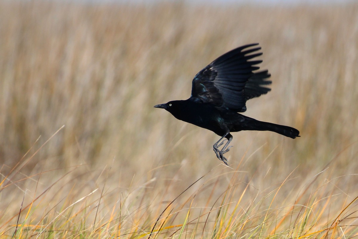 Zanate Marismeño - ML645888041