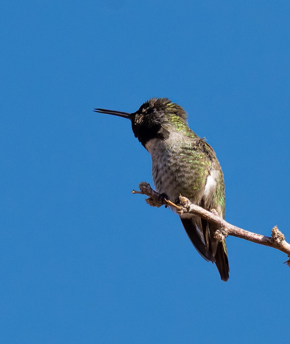 Colibrí de Anna - ML645888042