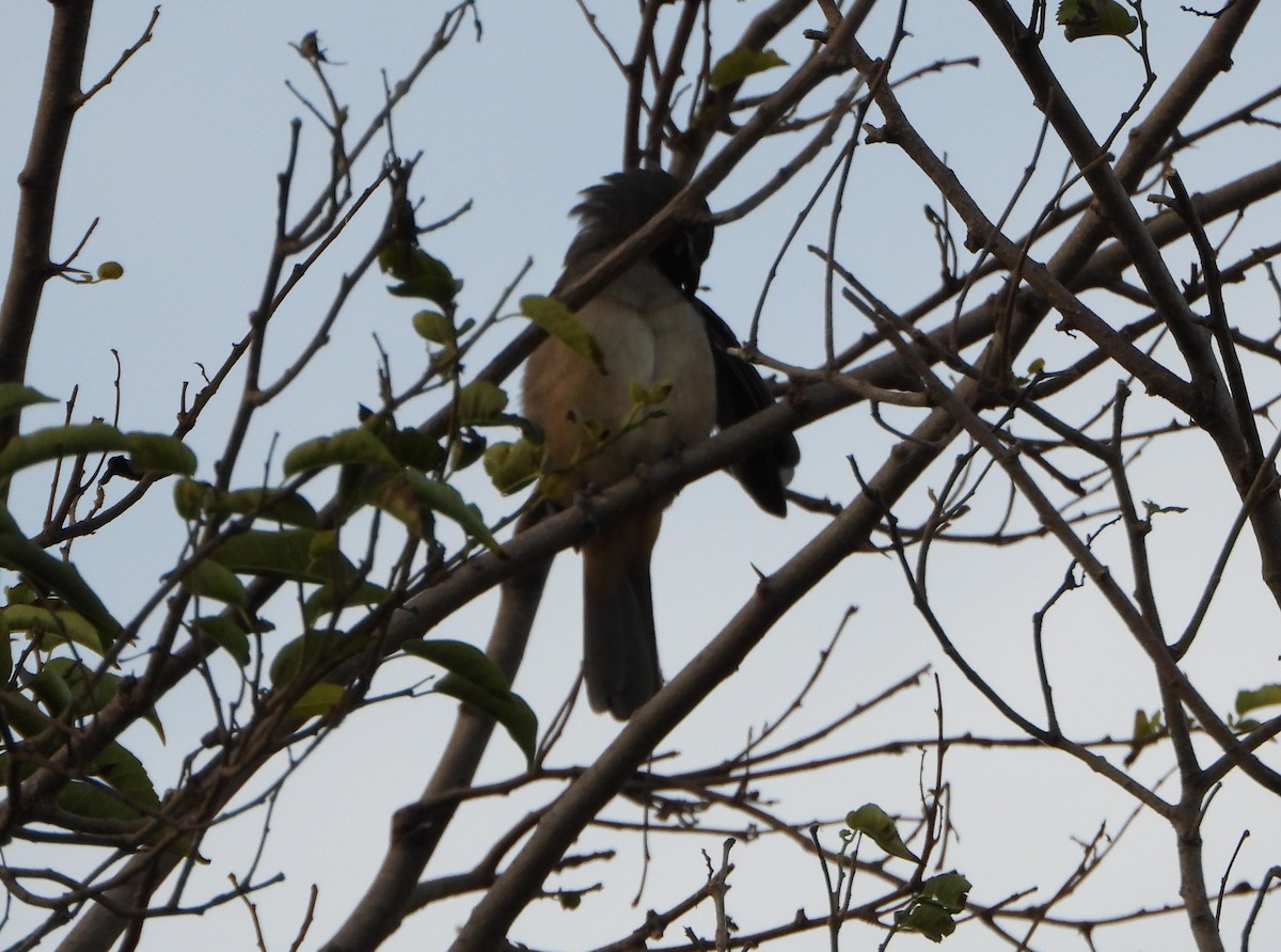 Pepitero Grisáceo del Caribe - ML645888044
