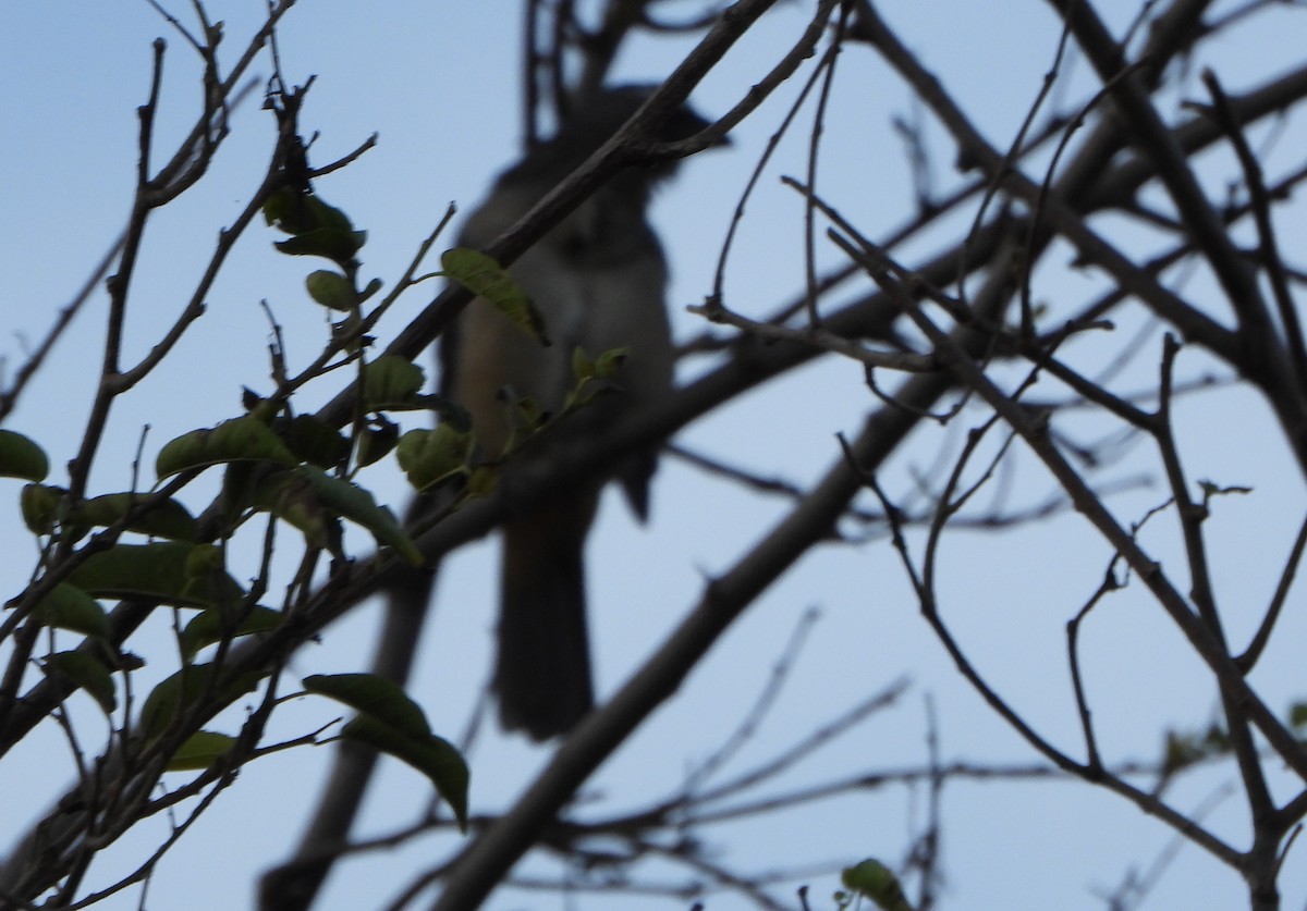 Pepitero Grisáceo del Caribe - ML645888045