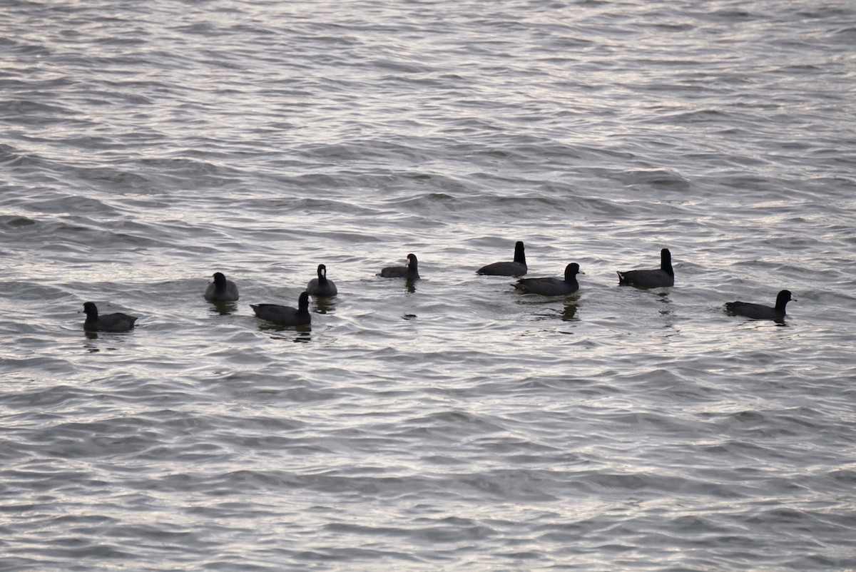 Focha Americana - ML645888046