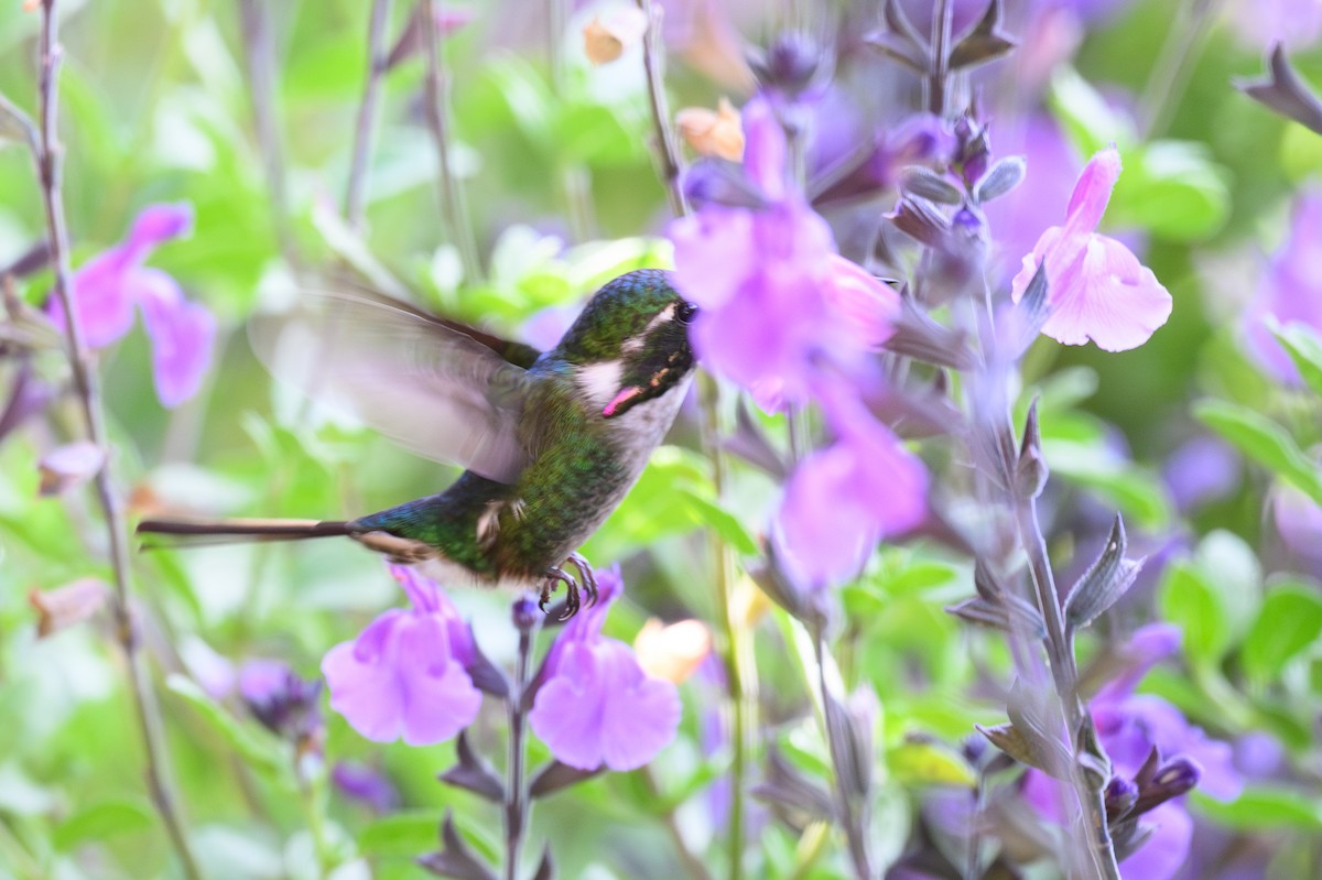 Colibrí de Burmeister - ML645888047
