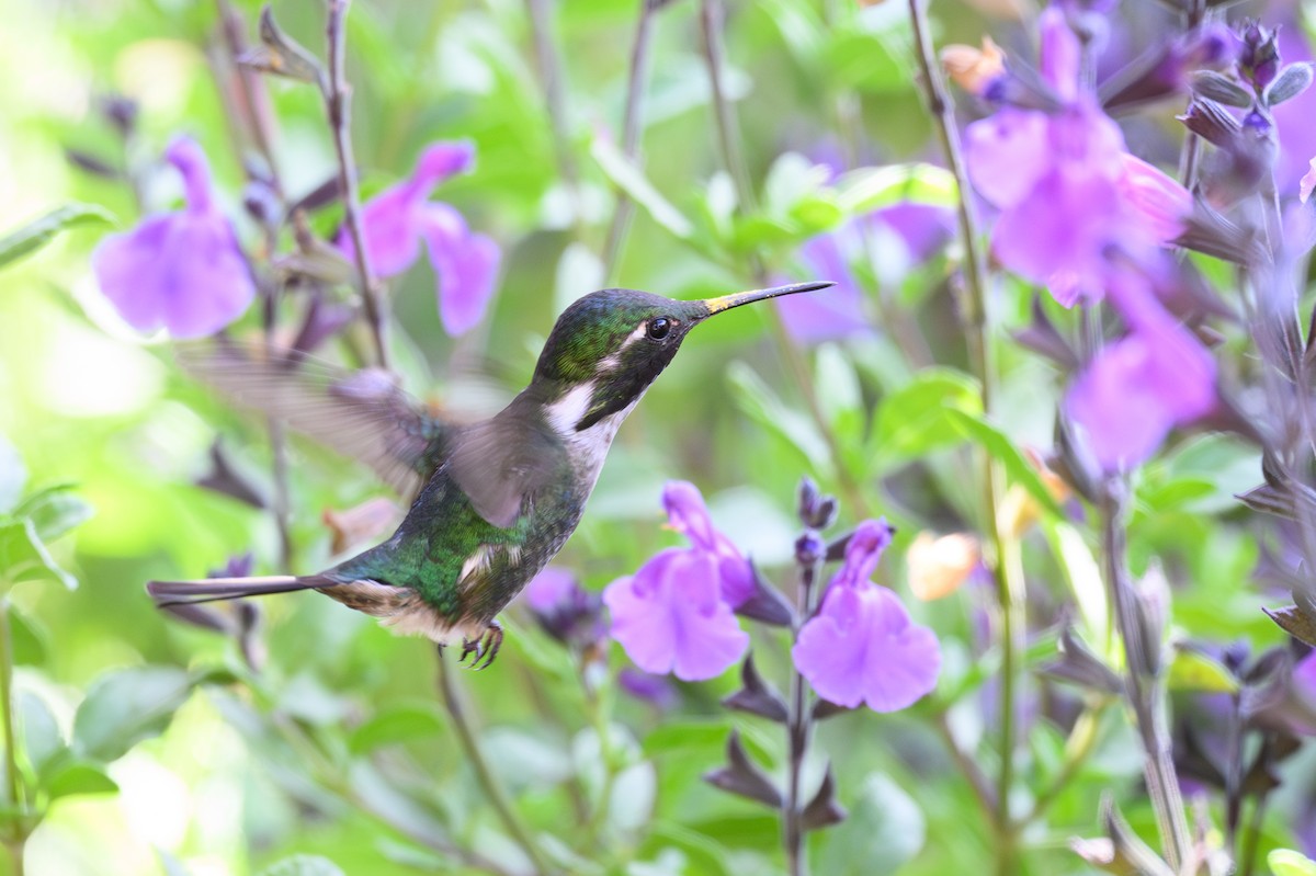 Colibrí de Burmeister - ML645888048
