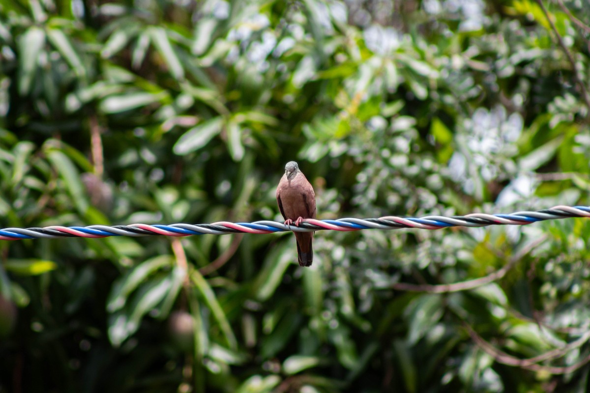 Columbina Colorada - ML645888050