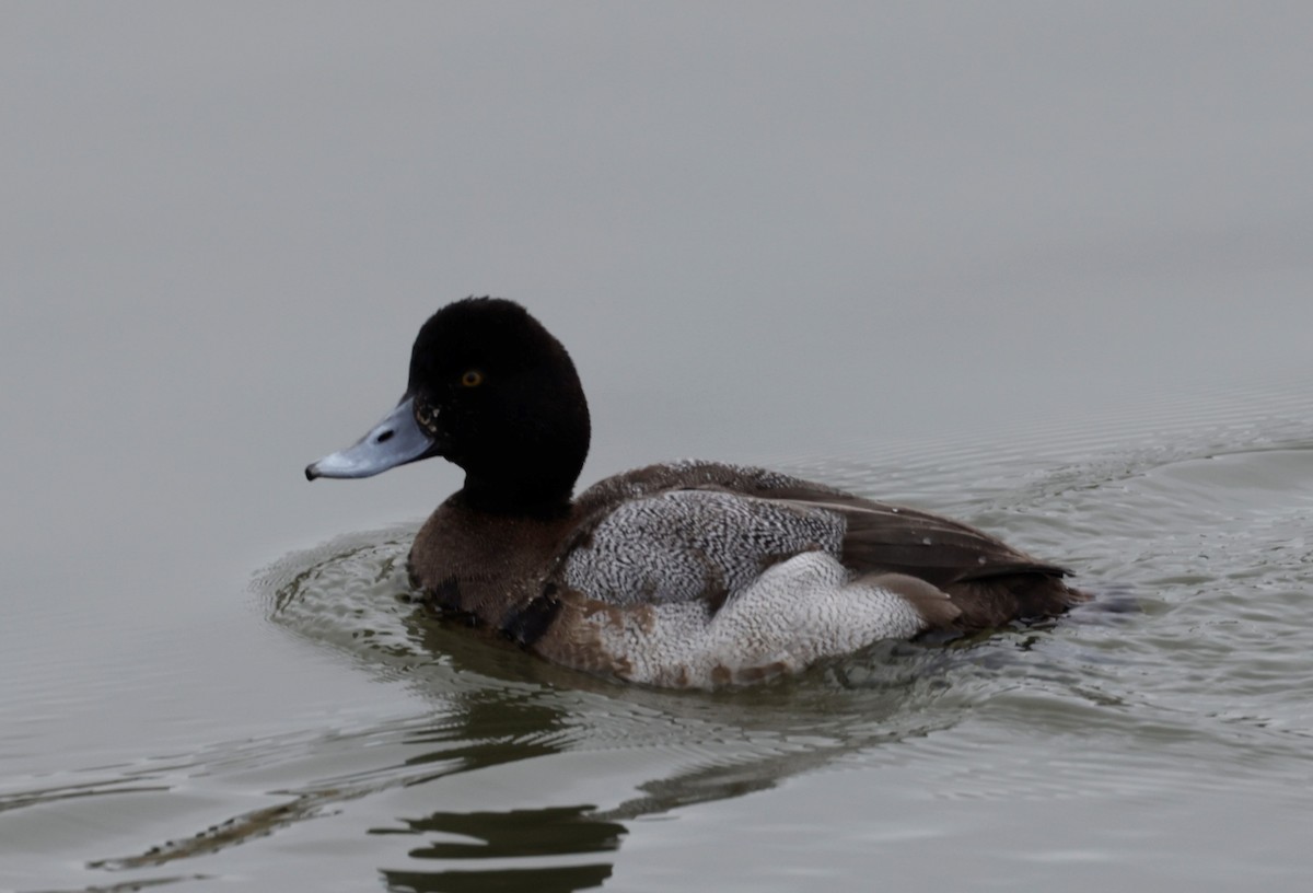 Porrón Bola - ML645888053