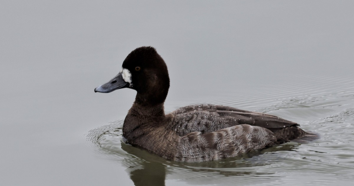 Porrón Bola - ML645888054