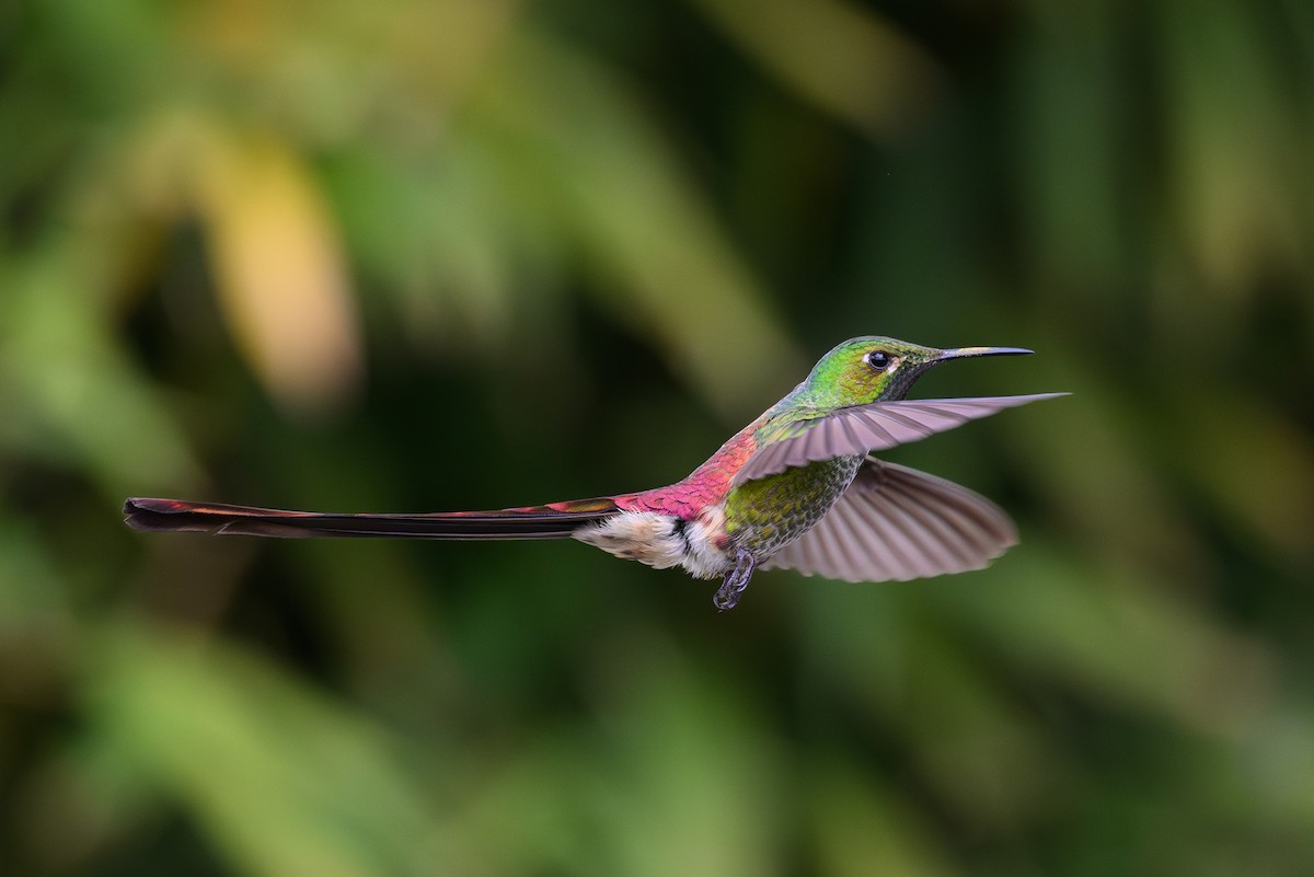 Colibrí Cometa - ML645888055