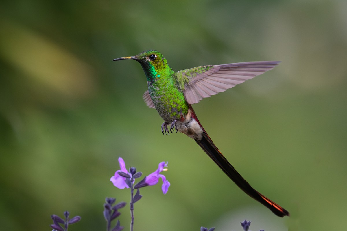 Colibrí Cometa - ML645888056