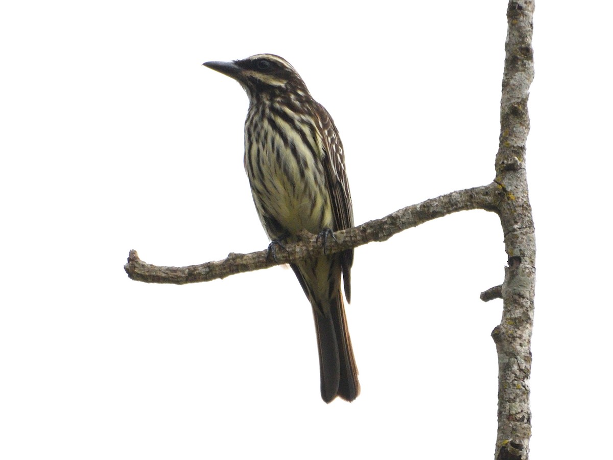 Bienteveo Rayado - ML645888059