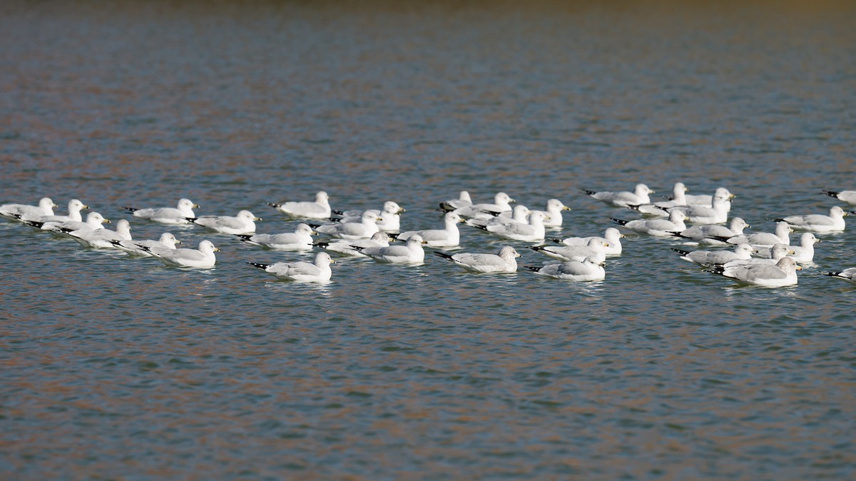 Halkalı Martı - ML645888061