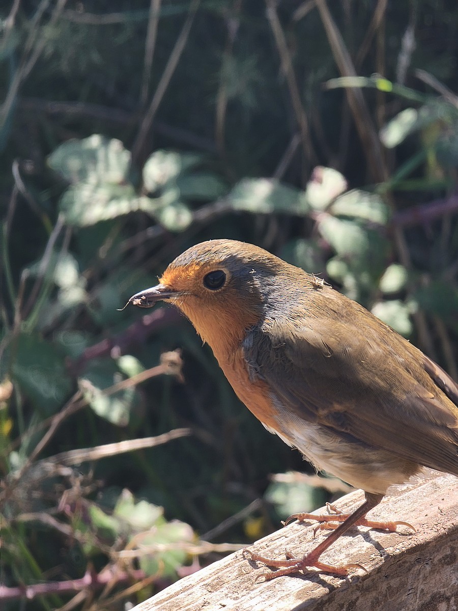 European Robin - ML645888064