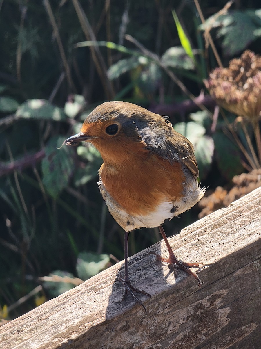 European Robin - ML645888065