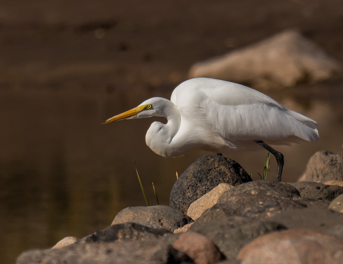 Büyük Ak Balıkçıl - ML645888076