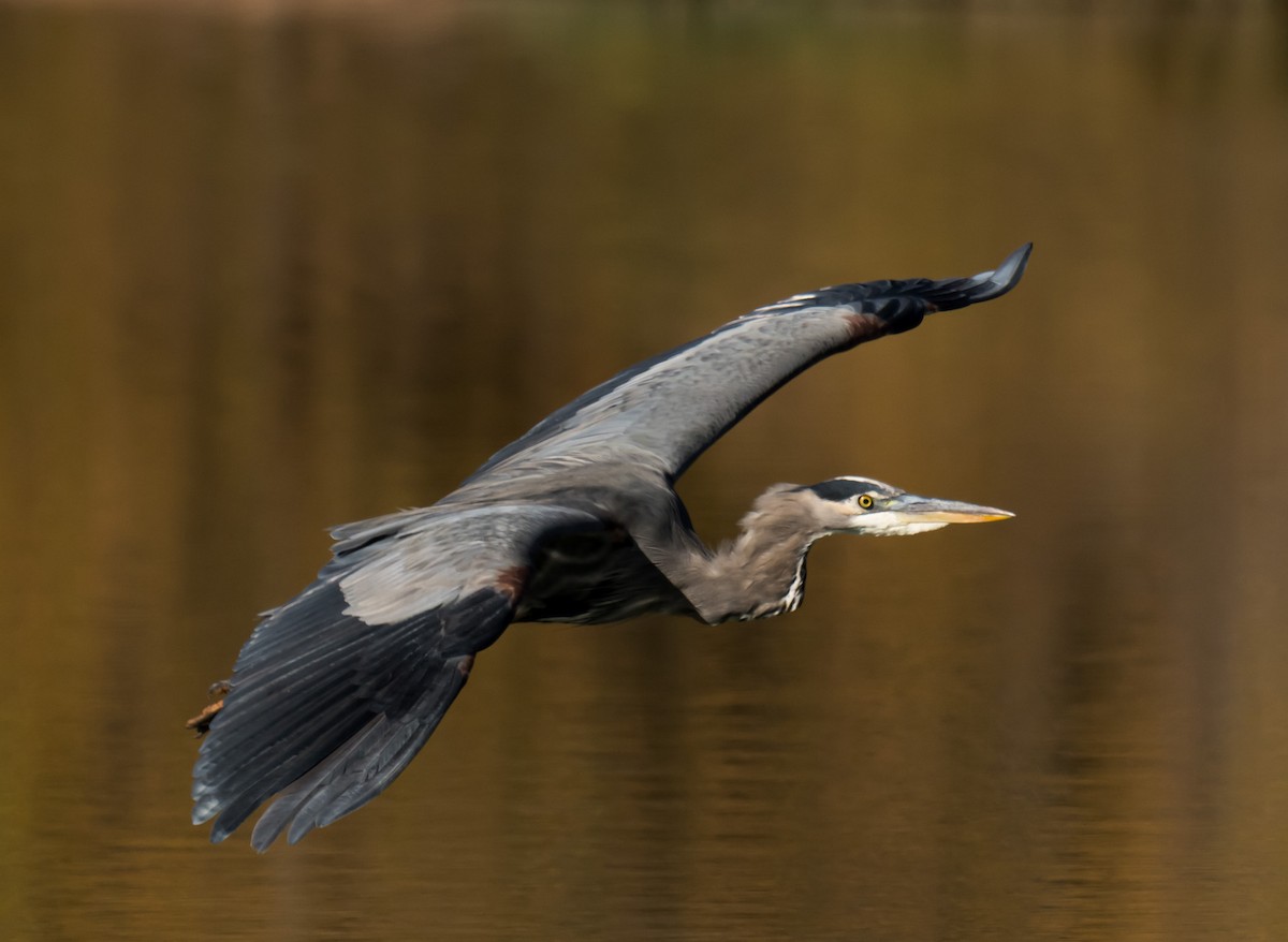 Amerika Gri Balıkçılı - ML645888083