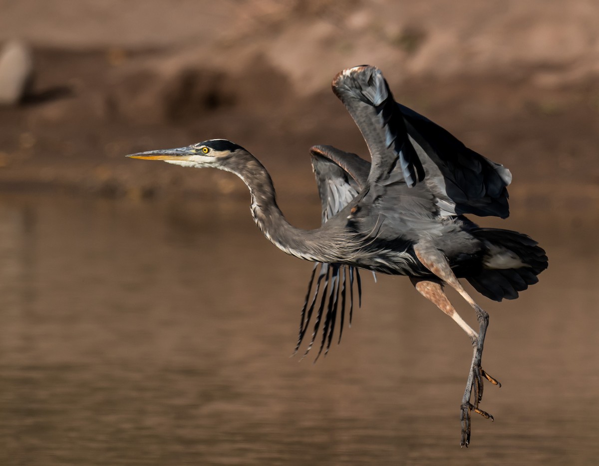 Amerika Gri Balıkçılı - ML645888084