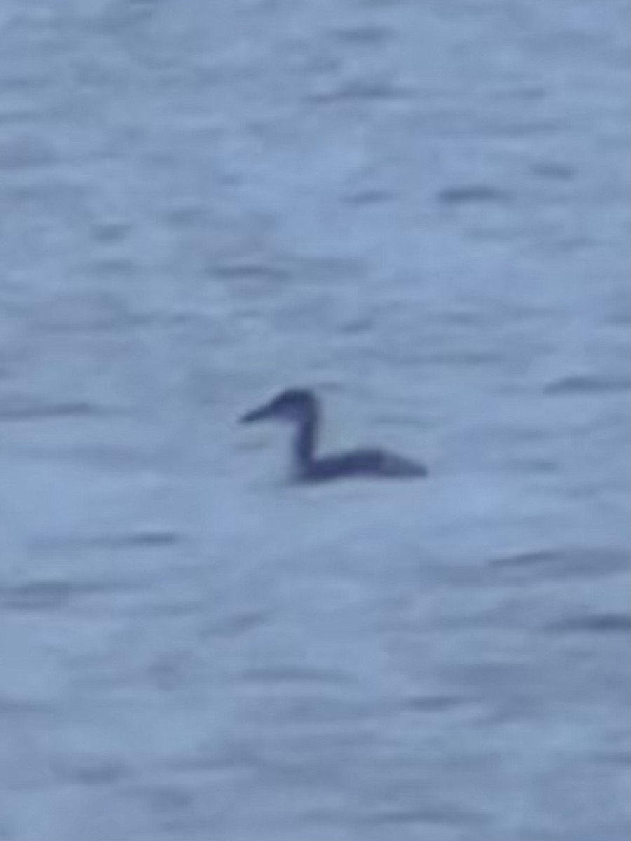 Grèbe jougris - ML645888087