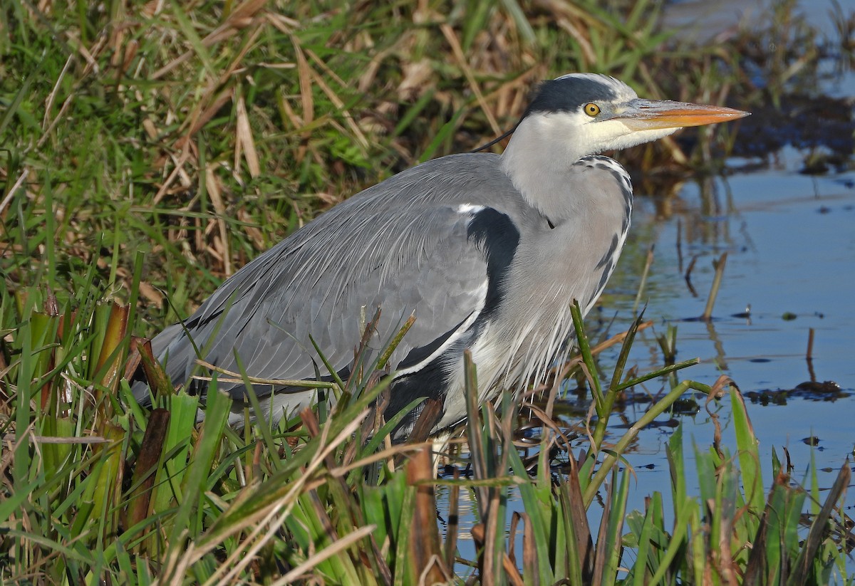 Gray Heron - ML645888089