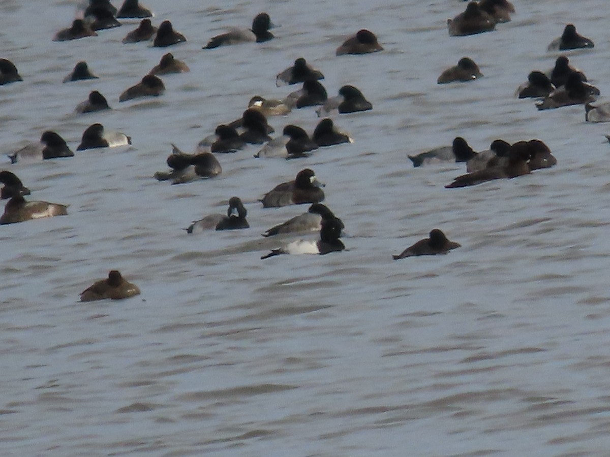 スズガモ - ML645888096