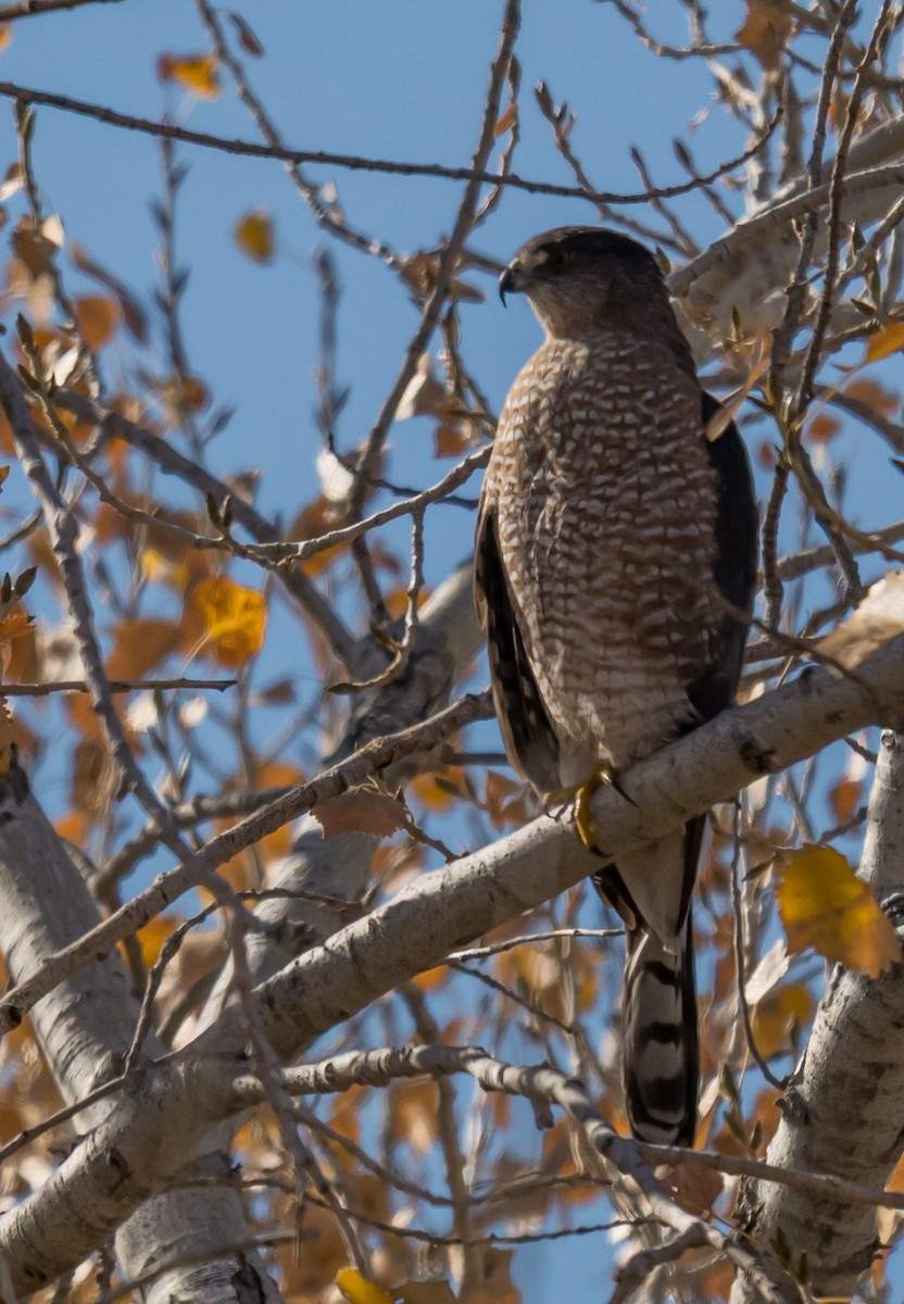 Cooper Atmacası - ML645888098