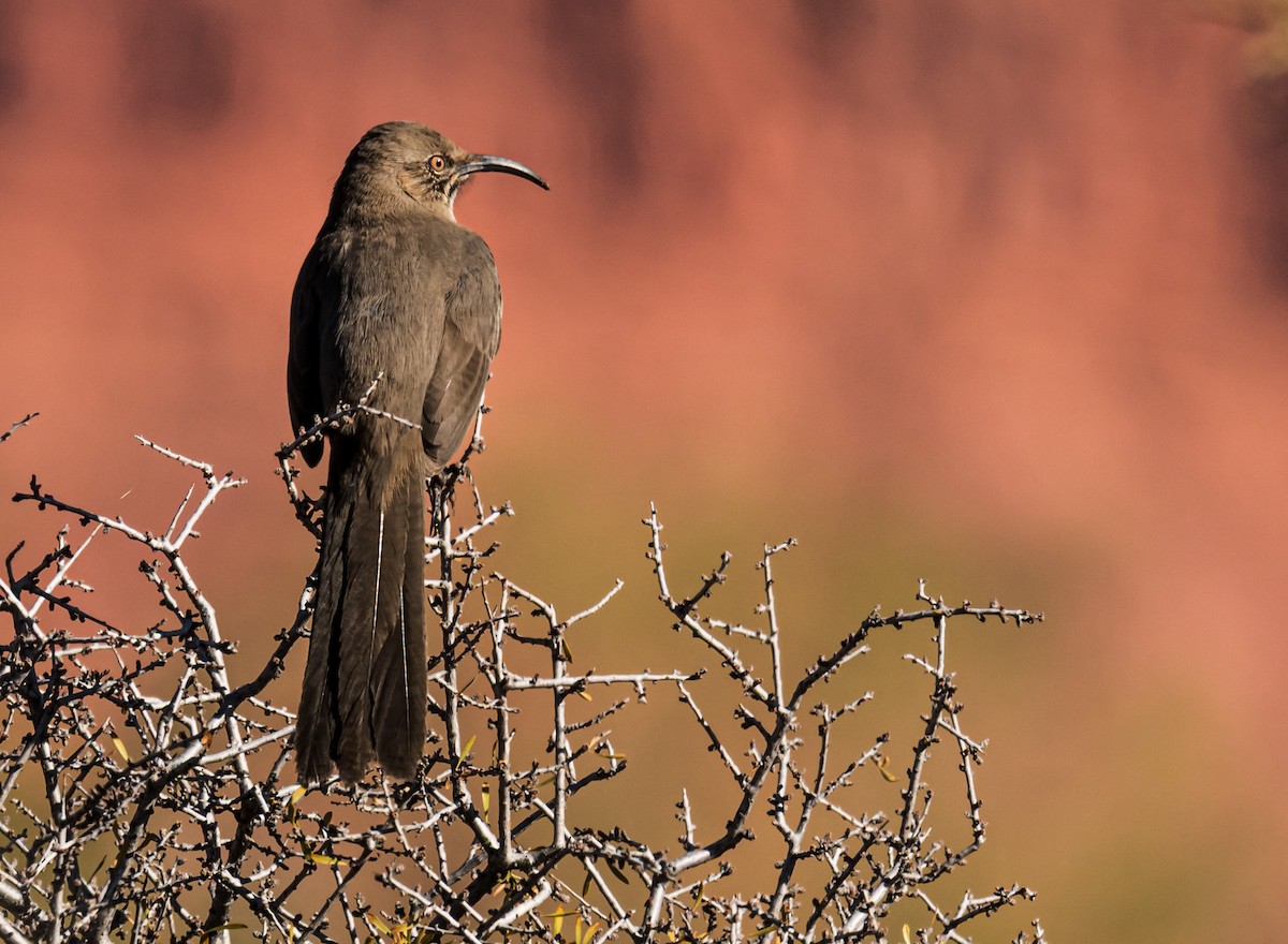 Crissal Thrasher - ML645888112