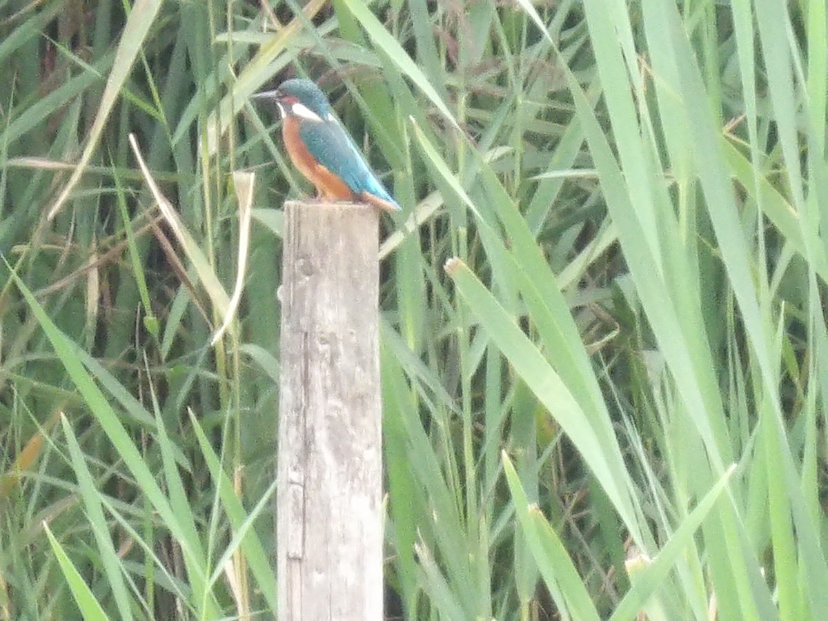 Common Kingfisher - ML645888113