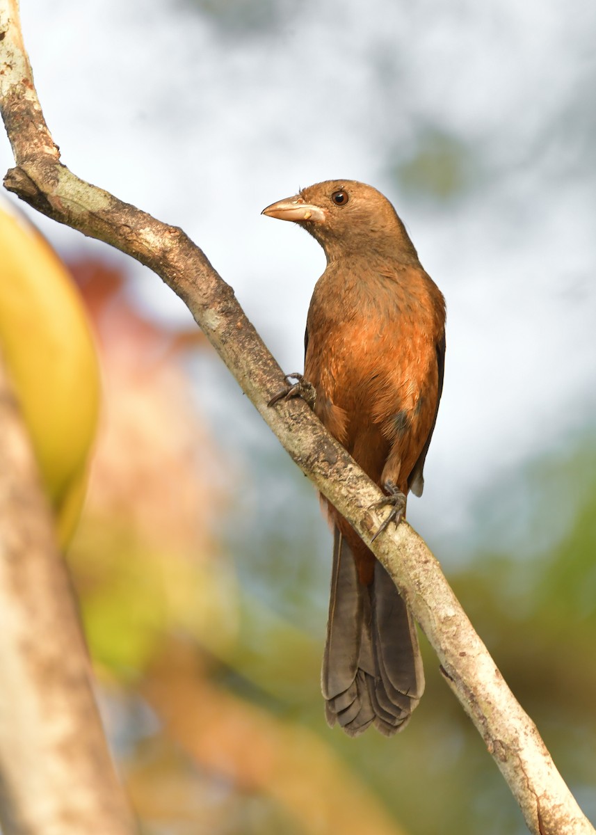 Brazilian Tanager - ML645888136