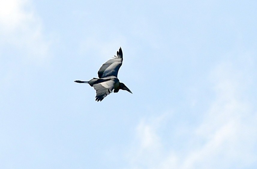 Greater Adjutant - ML645888139