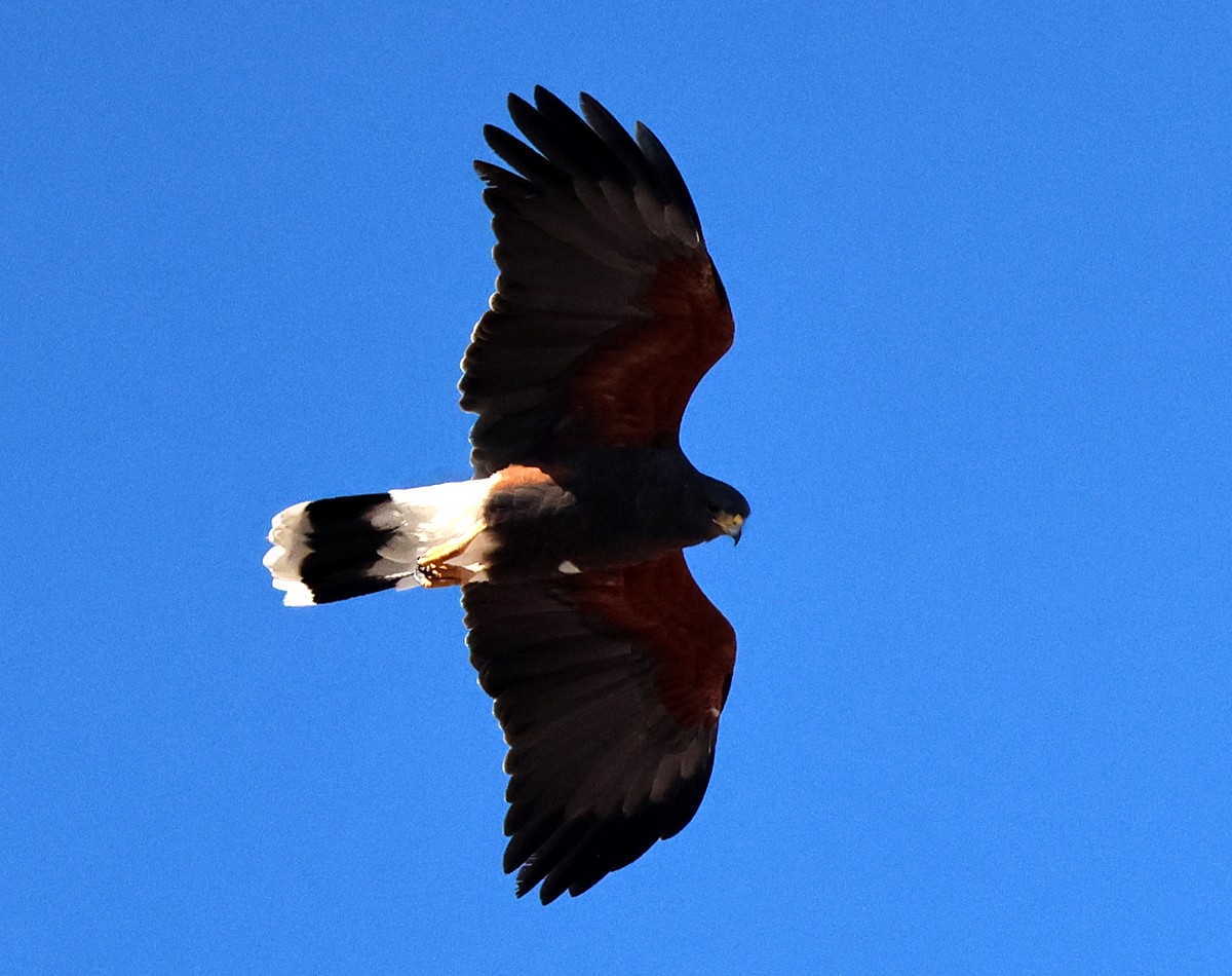 Harris's Hawk - ML645888145