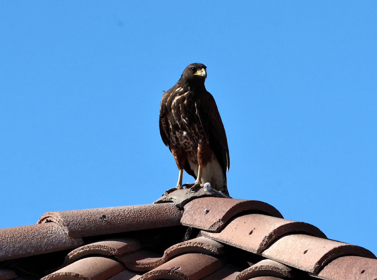 Harris's Hawk - ML645888146