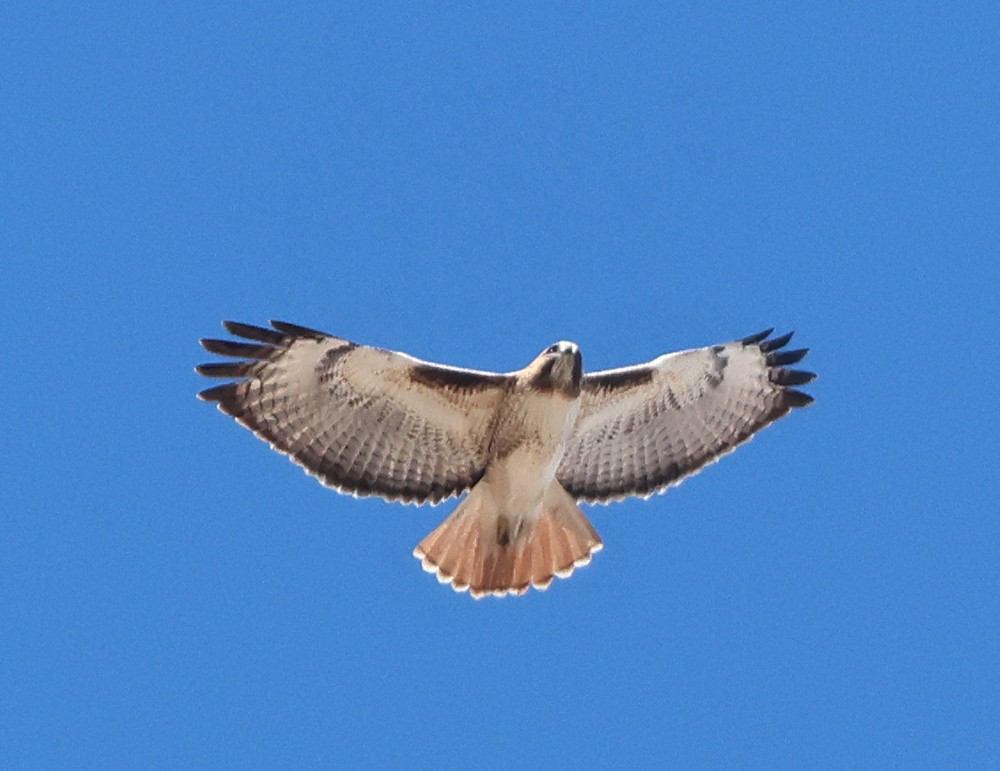 Red-tailed Hawk - ML645888147
