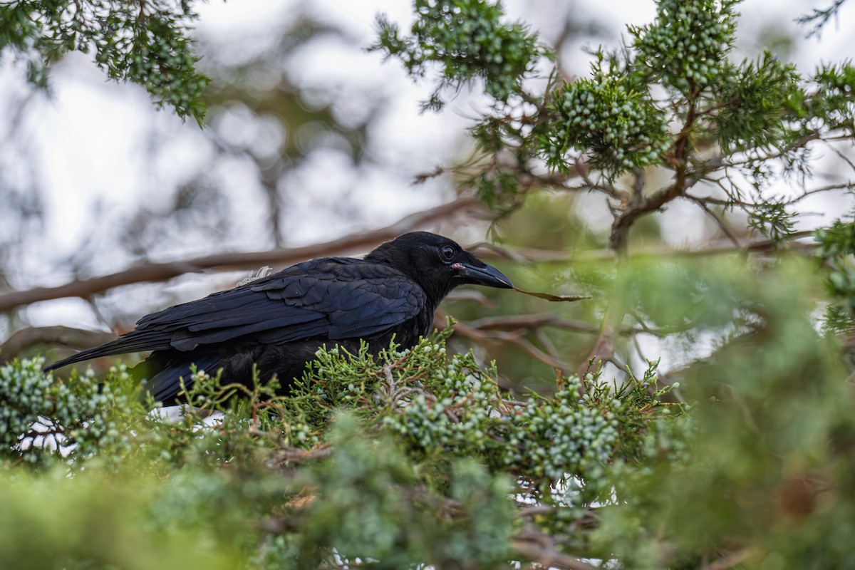 Fish Crow - ML645888152