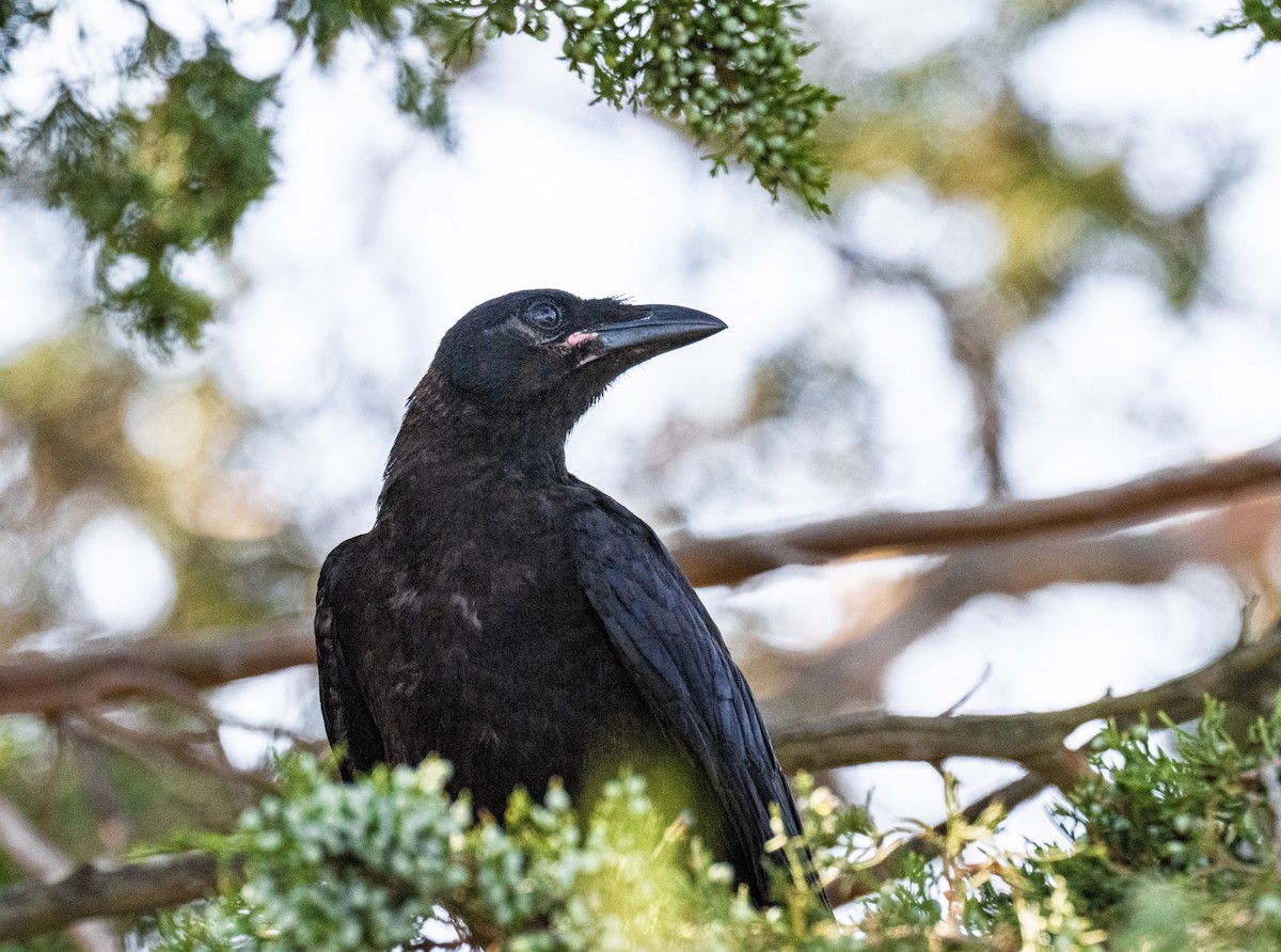 Fish Crow - ML645888153