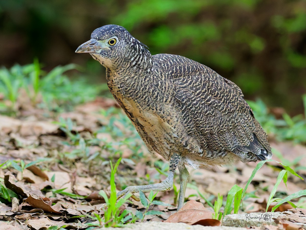 duskdverghegre - ML645888169