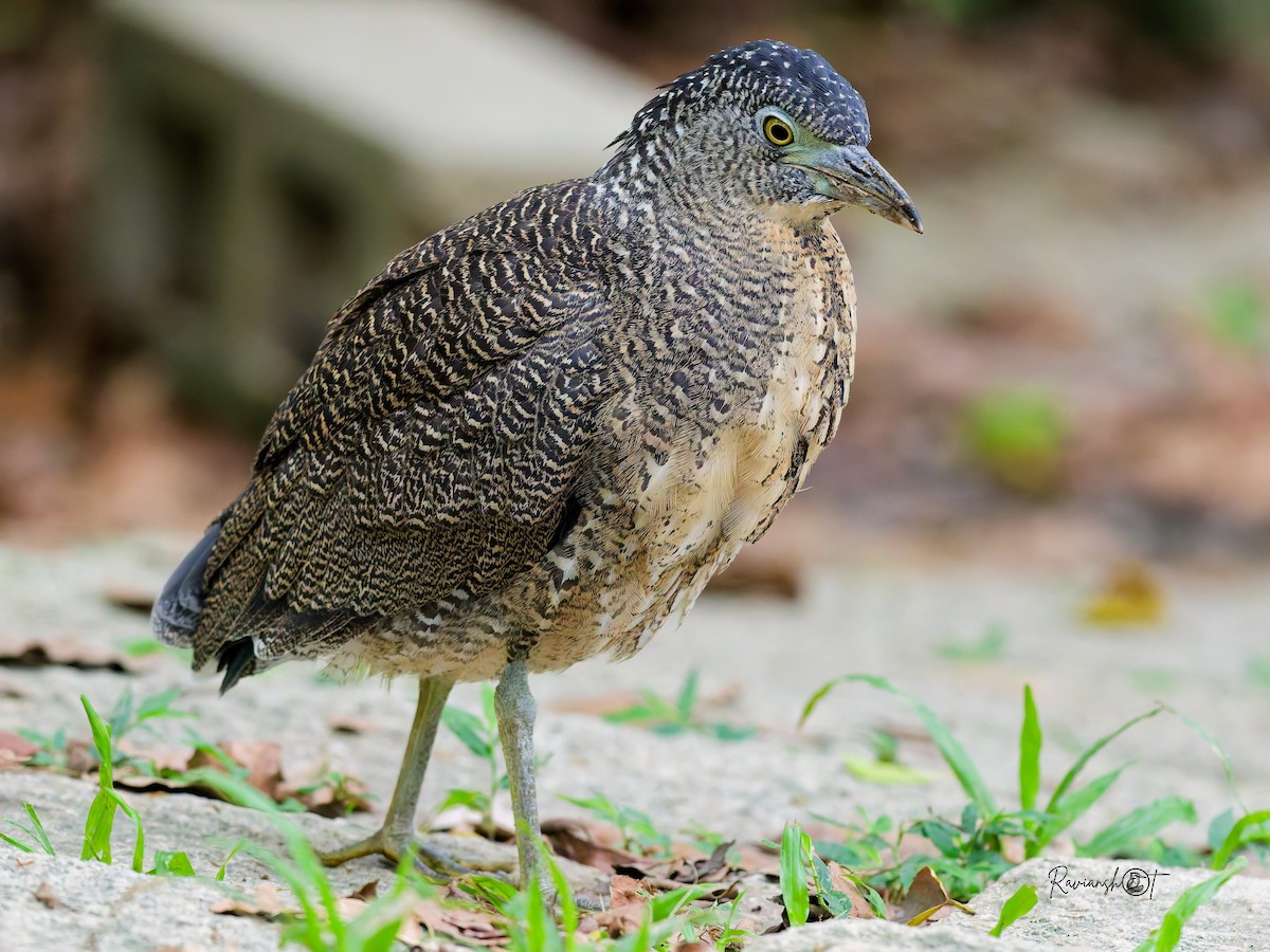 duskdverghegre - ML645888170