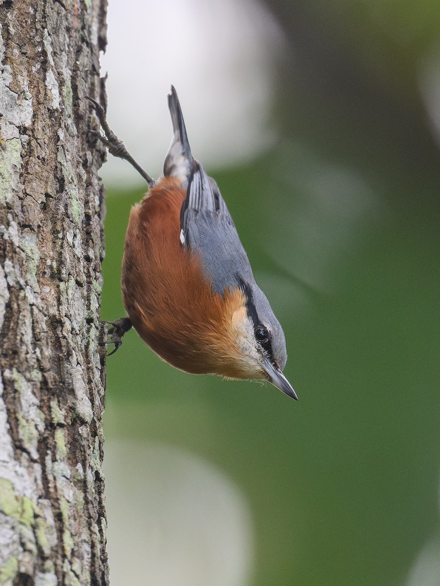 ブルマゴジュウカラ - ML645888173