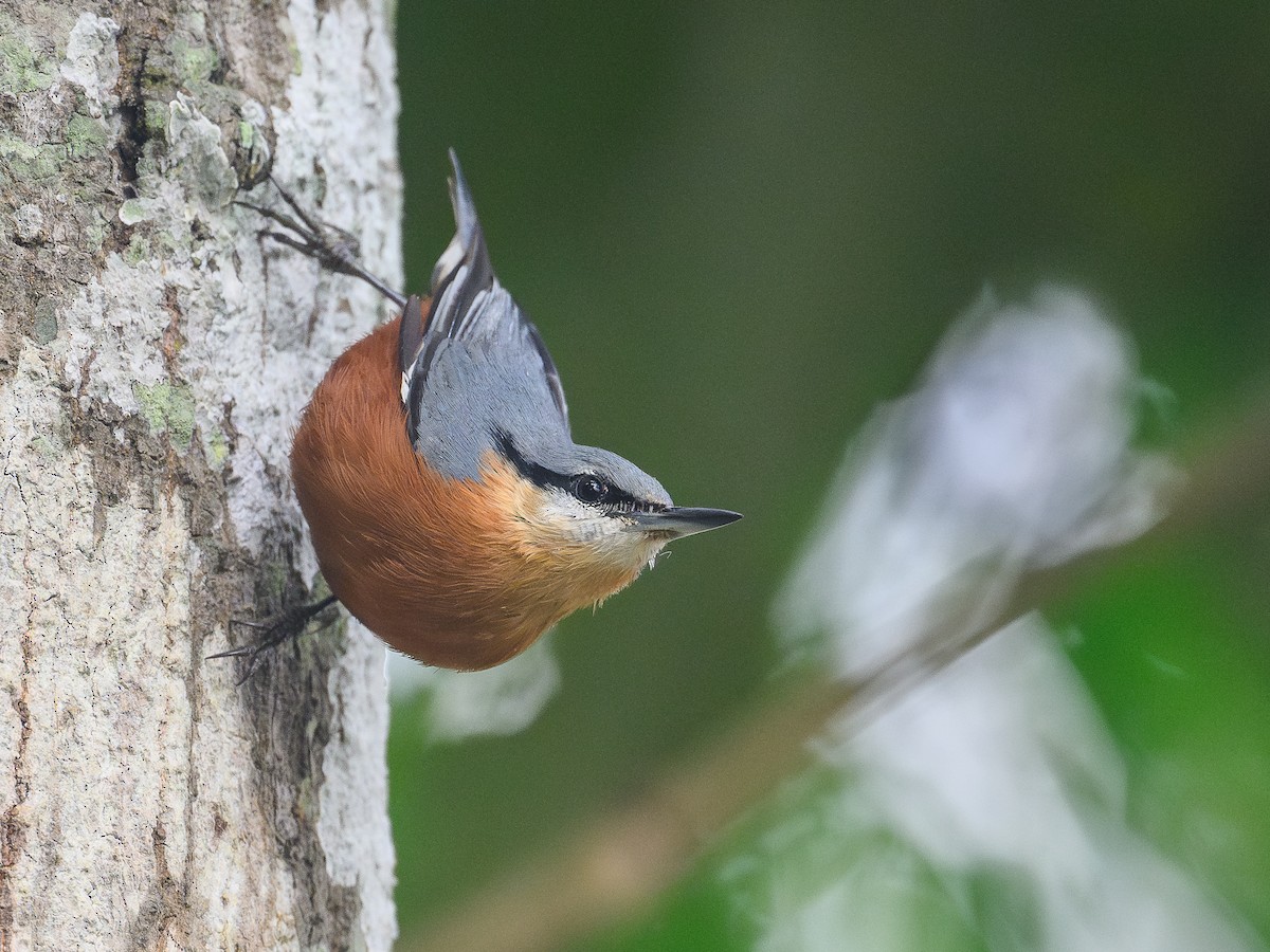 ブルマゴジュウカラ - ML645888174