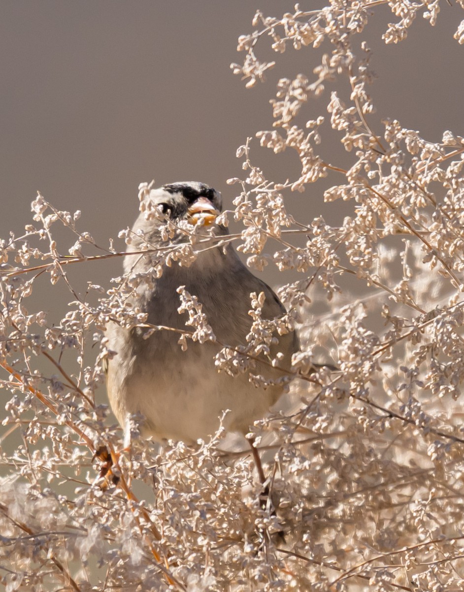Porsuk Serçesi - ML645888179