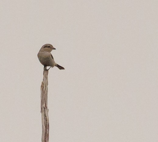 オオモズ - ML645888180