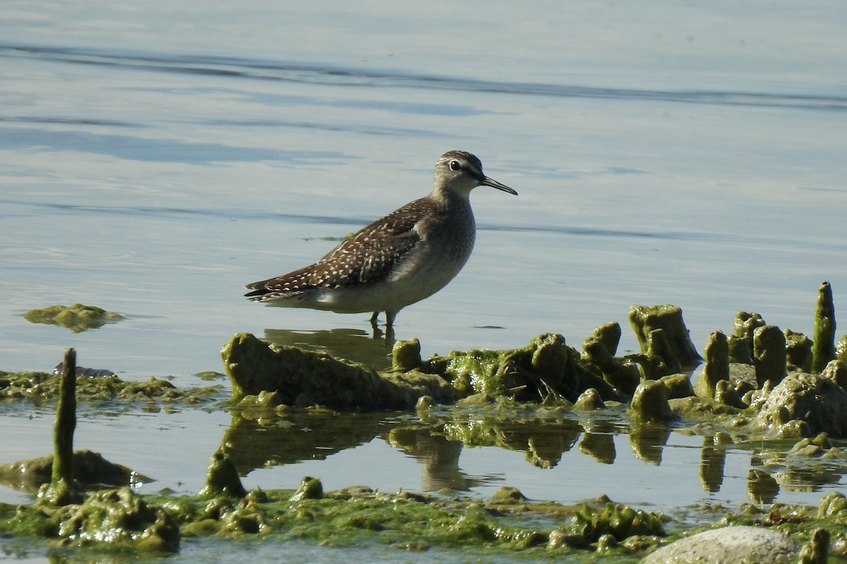 vodouš bahenní - ML645888192