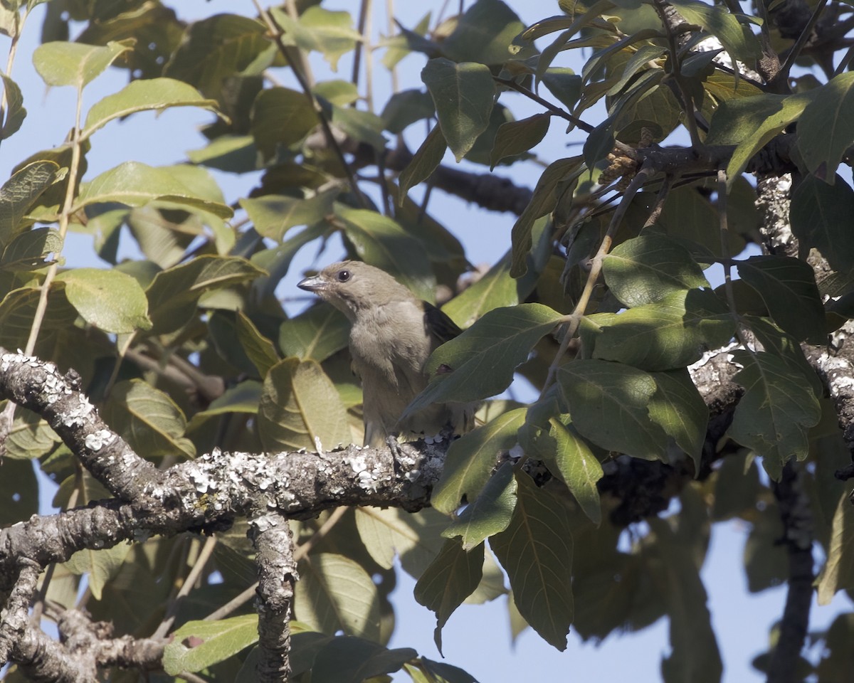Lesser Honeyguide (Lesser) - ML645888194