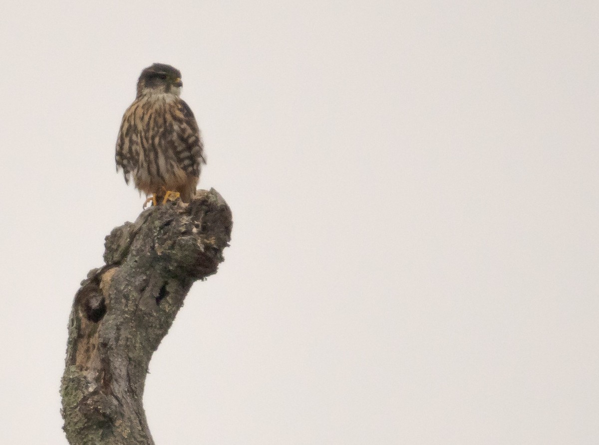 灰背隼 - ML645888202