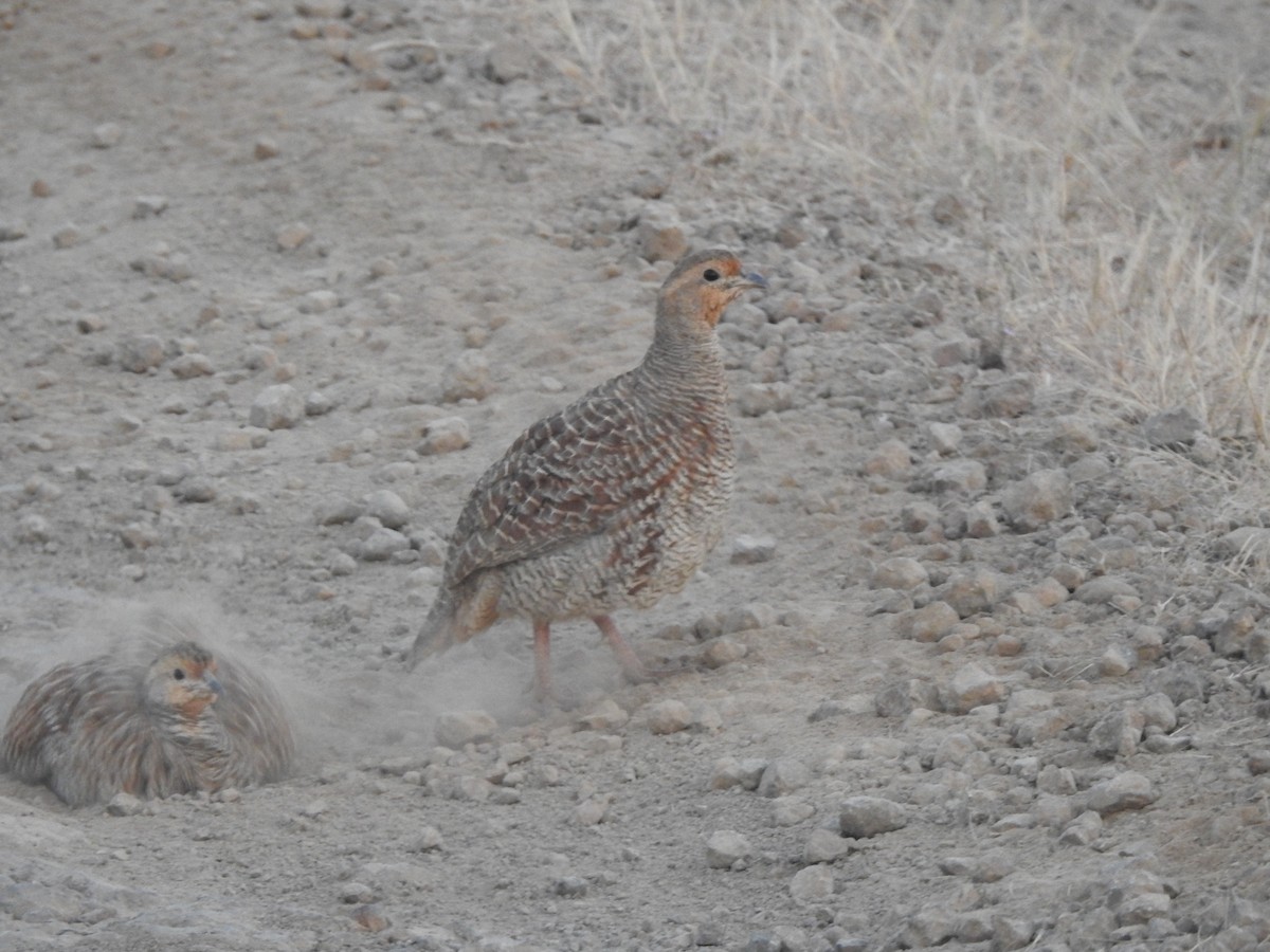 Gray Francolin - ML645888207