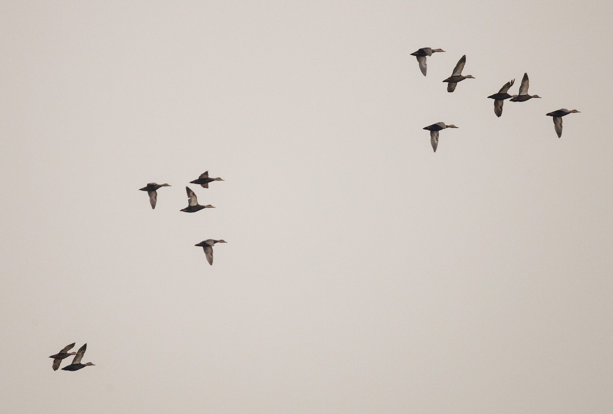 American Black Duck - ML645888208